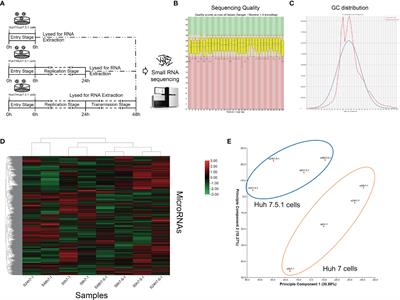 Hepatitis C Virus Infection Cycle-Specific MicroRNA Profiling Reveals Stage-Specific miR-4423-3p Targets RIG-I to Facilitate Infection